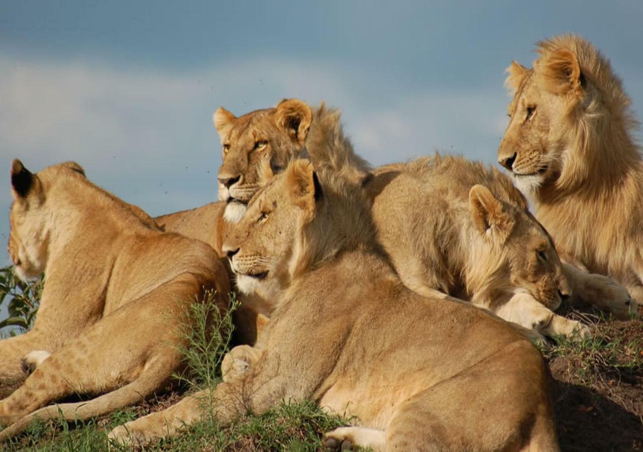 Aa Lodge Maasai Mara Talek ภายนอก รูปภาพ